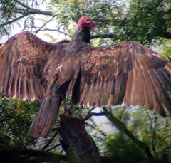 vulture3