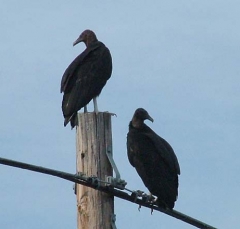 vulture4