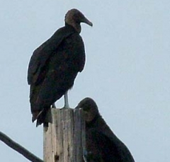 vulture5
