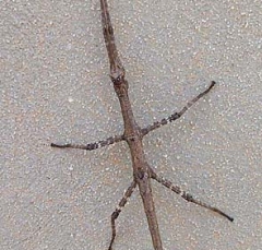 walking_stick1