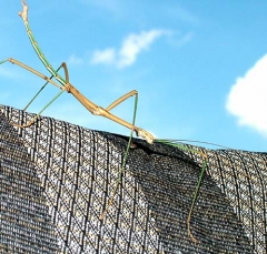 walking_stick2
