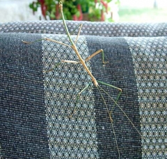 walking_stick3
