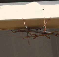 walkingstick2421