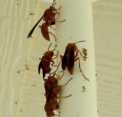 red_wasp1