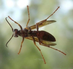 wasp2