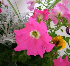 flower10_lg
