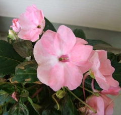 flower11