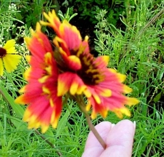 flower12