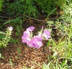 flower13
