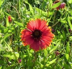 flower14_lg
