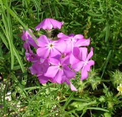 flower15_lg