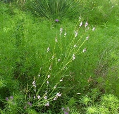 flower16