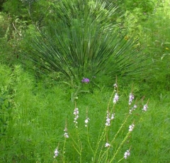 flower17