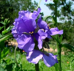 flower18_lg