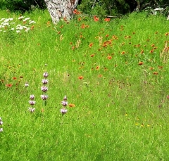 flower19