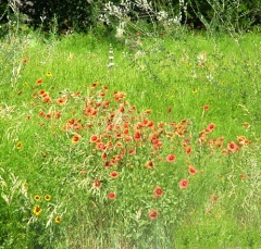 flower20