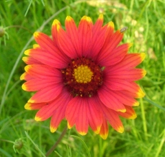 flower22_lg