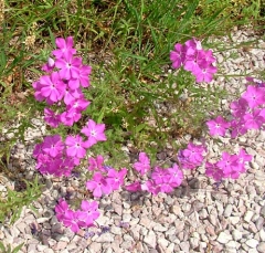 flower23