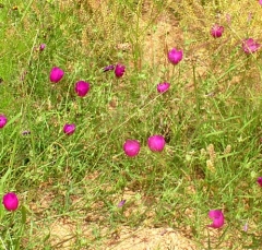 flower24