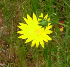 flower25