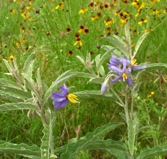flower26