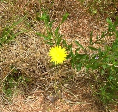 flower27