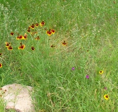 flower28