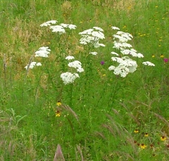 flower29
