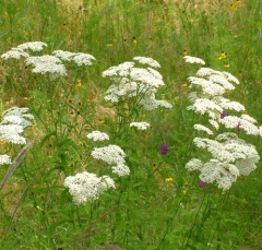 flower30
