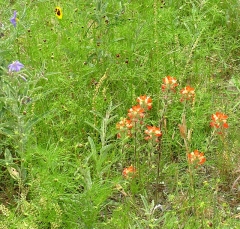 flower31_lg