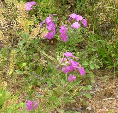 flower32_lg