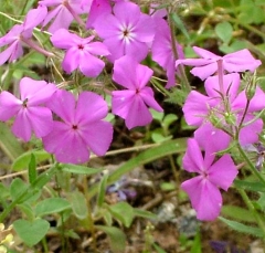flower33_lg