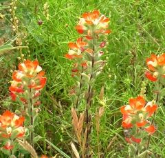 flower34_lg