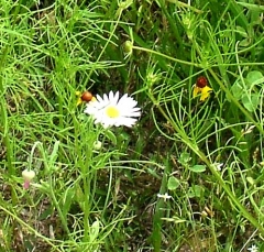 flower36