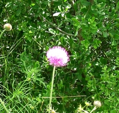 flower37