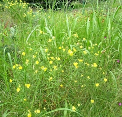 flower38