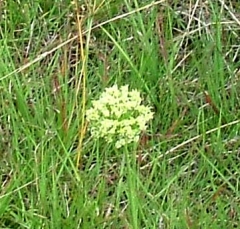 flower39