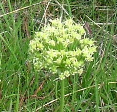 flower40