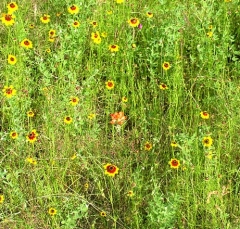 flower42