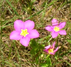 flower46_lg