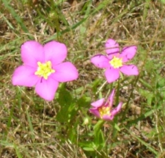 flower47