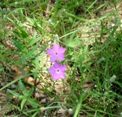 flower48