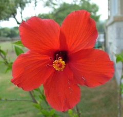 flower49_lg