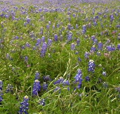 flower5