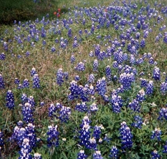 flower8
