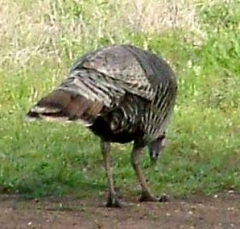 turkey1