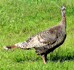turkey10