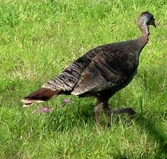 turkey11