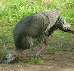 turkey2