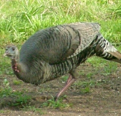 turkey3